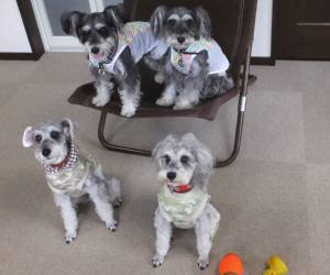 2015_06266-26四匹２