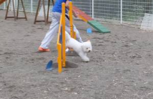 2015_06066-5アムル