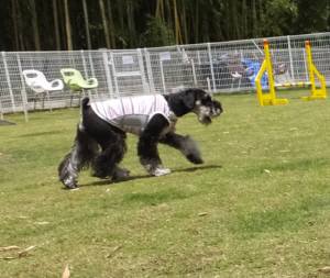 2015_06066-5ルネア