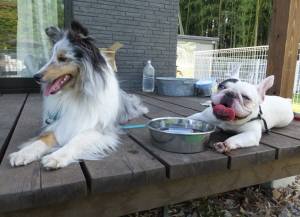 2015_06106-8チェルアイル