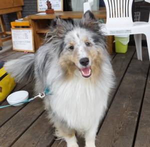 2015_06066-5アイル