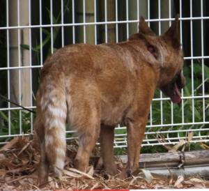 2015_06056-4ティキ２