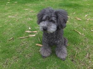 2015_06266-26みんとん