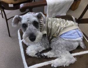 2015_06266-26茶々丸