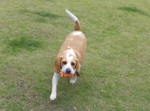 2015_06086-6むさし２