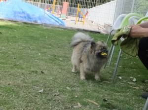 2015_06026-2ぽんちゃん