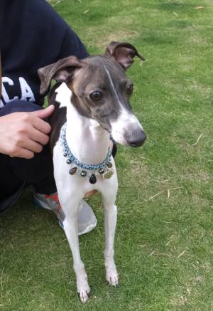 2015_06066-5ミウミウ