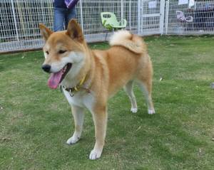 2015_06106-8こはく