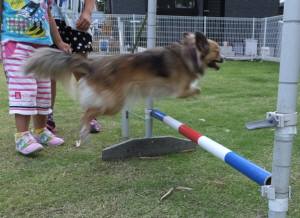 2015_06106-8りんどう