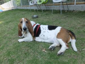 2015_06016-1マロン