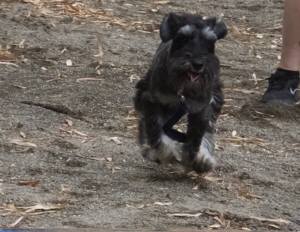 2015_06036-3ケルン