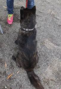 2015_06066-5さくら