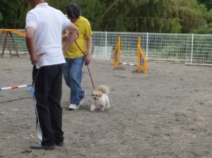 2015_06066-5こむぎしつけ