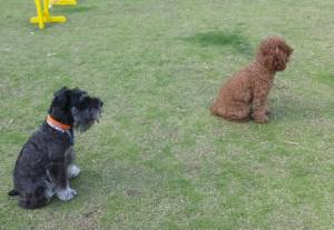 2015_06106-8けるんみとん