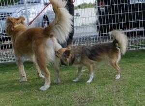 2015_06106-8リンドウのん