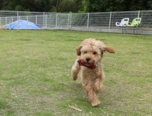 2015_06056-4なつめ