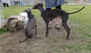 2015_06066-5M'ファミリー