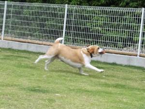 2015_06086-6むさし