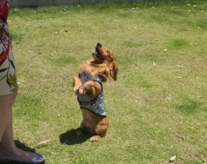 2015_06106-8モナカ