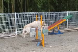 2015_06056-4なっつ２