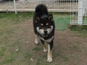 2015_06026-2ヤマト