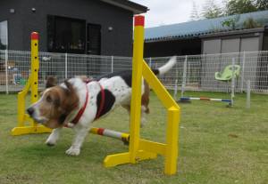 2015_06086-6マロンジャンプ