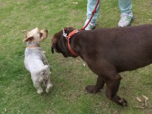 2015_06086-6シンララ