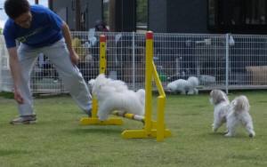 2015_06066-5ガクジャンプ