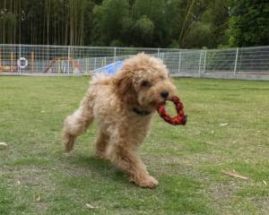 2015_06056-4なつめ２