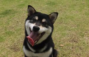 2015_06036-3晴ちゃん