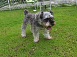 2015_07187-18茶々２