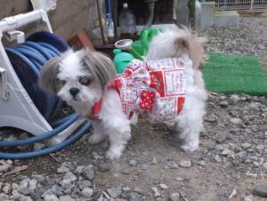 2015_07127-12らんちゃん