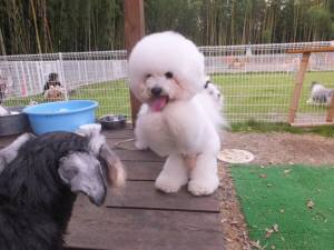 2015_07127-12アムル