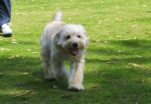 2015_07127-12よつばちゃん