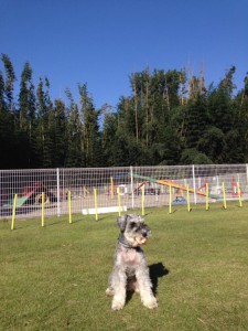 %e3%81%8e%e3%82%93%e3%81%8c