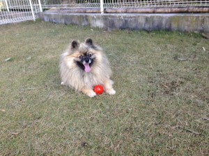 15036590_1775026192762047_1893769203943685912_n