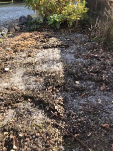 78704133_2399146430350017_2315077596921987072_n