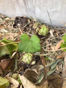 82021560_907795812970834_8407352804942807040_n