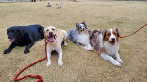 90795629_973139256436489_6281330769218502656_n